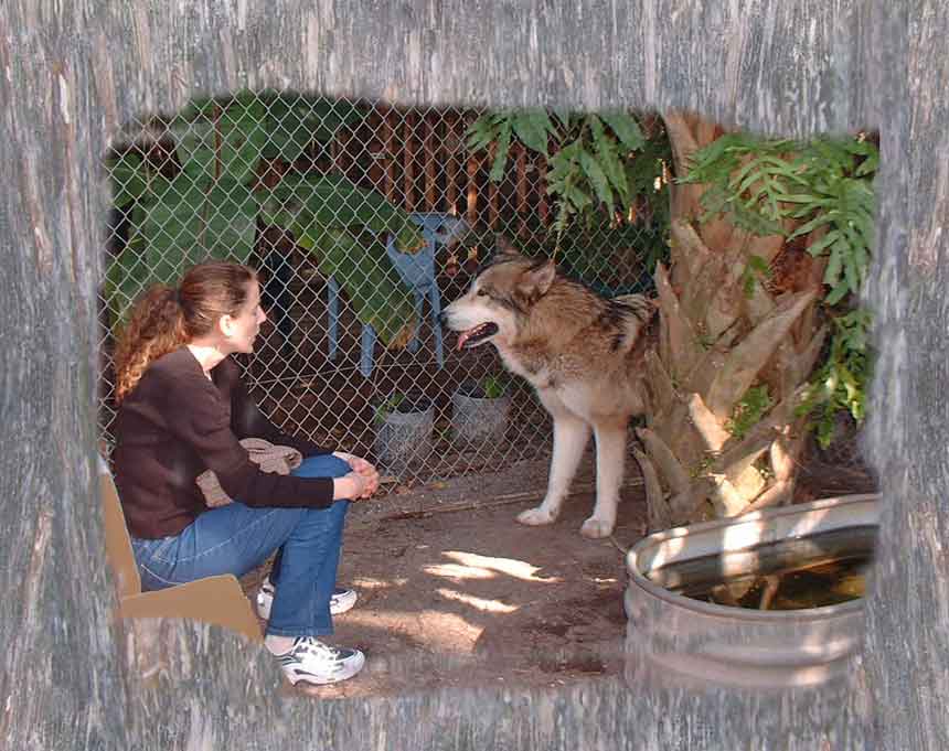 Photo of girl 
                with wolf-dog hybrid