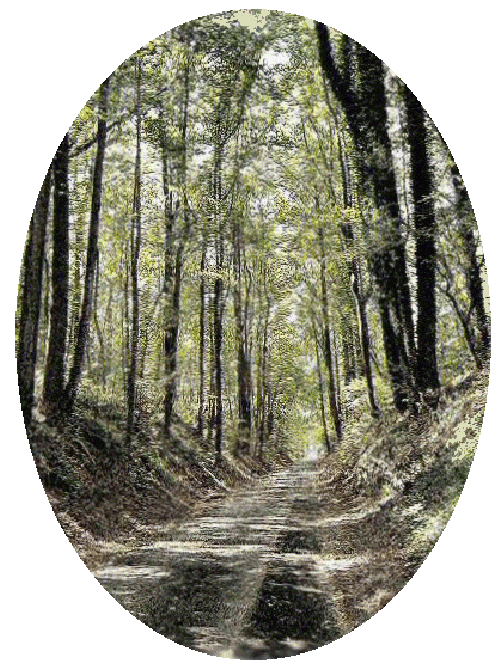 Thick woods, narrow road through: a metaphor for the pursuit of Wisdom